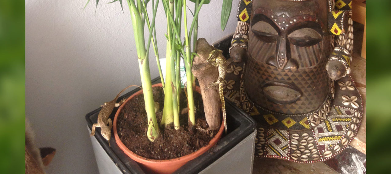 Reptilienpräparation