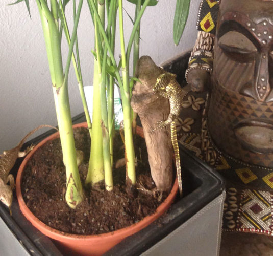 Reptilienpräparation